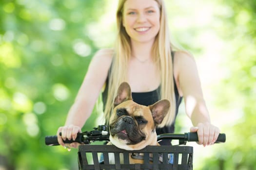 French bulldog dog enjoying riding in bicycle basket in city park.