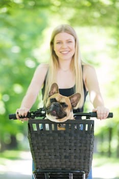 French bulldog dog enjoying riding in bicycle basket in city park.