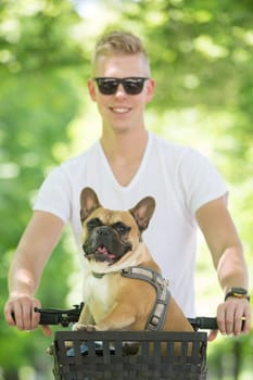French bulldog dog enjoying riding in bicycle basket in city park.