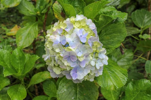 Close-up of blooming blue hydrangea flower against dark green leaves background. Hydrangea Macrophylla. Blue with yellow Hydrangea macrophylla. Its a species of flowering plant in family Hydrangeacea