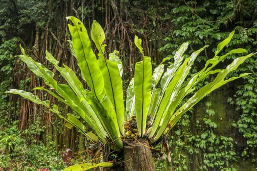 Asplenium nidus Epiphyte leaves close up. Soft focus green leaves of Fern Bird's Nest in the tropical jungle, exterior outdoor decoration. Green plant on tree trunk, Bali, Indonesia. Best background.