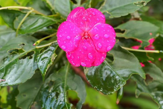 Close up of balsam Impatiens, balsam garden, rose balsam, touch-me-not flowers. Blooming pink flower in garden. Macro of bright purple flower. Bright green garden background. Divine New Guinea Balsam.