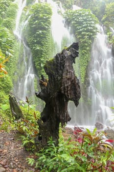 Old stump at Amertha Hidden Spray Waterfall. Water splash from waterfall showered old tree trunk. Banyumala Waterfall, Bali. Moss grows over the top of a stump. Nature background for your project.