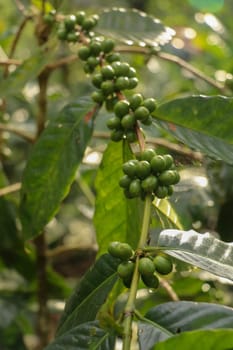 Arabica coffee beans. Coffea arabica green coffee beans on the tree. Toraja Arabica stock photography Cherry bean on the Coffee tree. Branch with ripening arabica coffee originally from Bali Indonesia