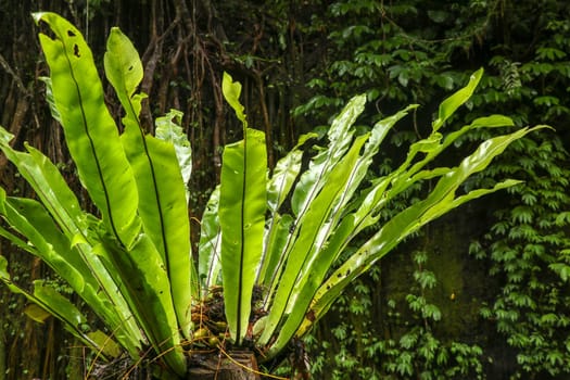 Asplenium nidus Epiphyte leaves close up. Soft focus green leaves of Fern Bird's Nest in the tropical jungle, exterior outdoor decoration. Green plant on tree trunk, Bali, Indonesia. Best background.