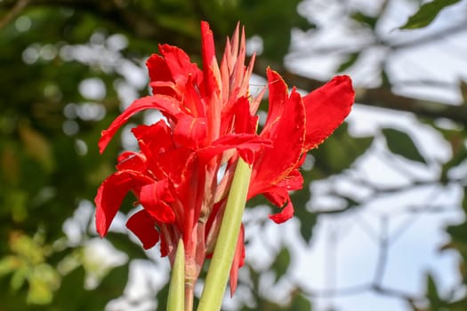 Artistic portrait photo of a red Canna Indica flower with dark blurry background. Water drops on petals. Closeup shot of Canna lily or African arrowroot or Edible canna or Purple arrowroot.