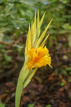 Close-up of blossoming flowers Canna with buds and leaves growing. Raindrops on leaves and flowers. Bautiful African arrowroot in yellow color. Detail shot of Canna lily a with fiery yellow leaves.