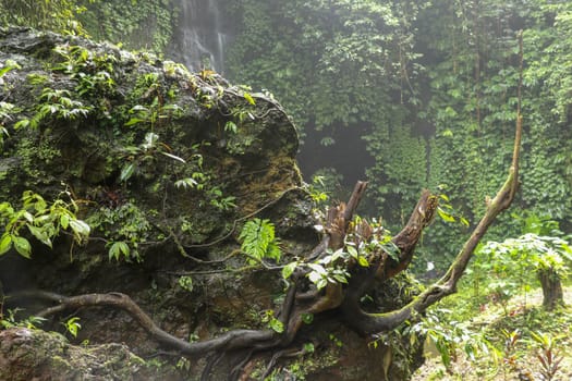 Huge boulder covered with moss and tropical plants. Strong roots of the old tree creep around the perimeter of the rock and bizarrely stick out into space. Background of waterfall and dense vegetation