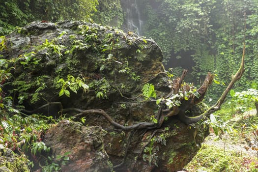 Huge boulder covered with moss and tropical plants. Strong roots of the old tree creep around the perimeter of the rock and bizarrely stick out into space. Background of waterfall and dense vegetation
