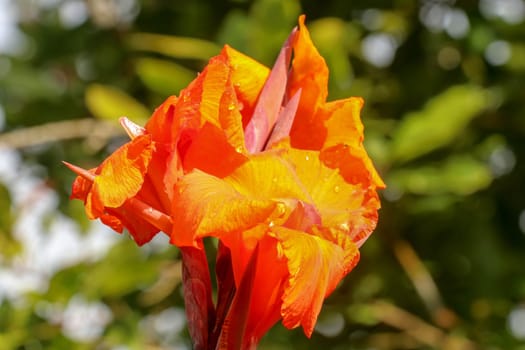 Close-up of blossoming flowers Canna with buds and leaves growing. Raindrops on leaves and flowers. Bautiful African arrowroot in orange color. Detail shot of Canna lily Indian shot in red at garden.