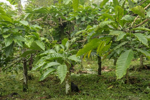 Coffea arabica bush with ripening arabica coffee beans originally from Bali, Indonesia. Coffea arabica green coffee beans on the tree. Toraja Arabica Cherry bean on the Coffee tree.