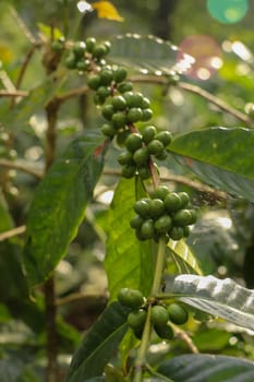 Arabica coffee beans. Coffea arabica green coffee beans on the tree. Toraja Arabica stock photography Cherry bean on the Coffee tree. Branch with ripening arabica coffee originally from Bali Indonesia