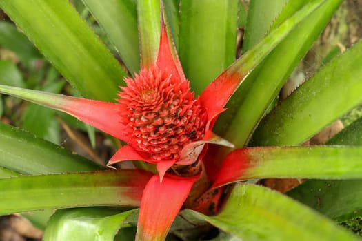 Close up of red Pineapple flowers growing on a tropical bromeliad plant with red leaves, Bali, Indonesia. Young Ananas Comosus Variegatus. Pink Dwarf Pineapple. Tropical fruit growing in garden.