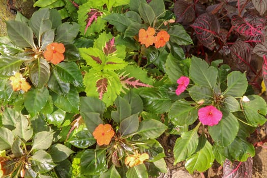 Impatiens Walleriana Sultanii Busy Lizzie Flowers, Large Detailed Vertical Background Pattern, Magenta, Purple, Red, Pink, Divine New Guinea Balsam Sultana, Balsamina Balsaminaceae Flowering Plant Bed