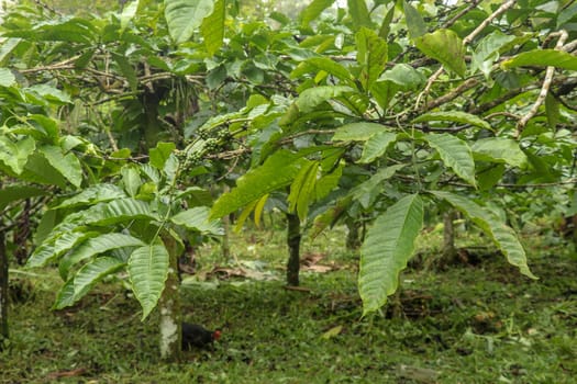 Coffea arabica bush with ripening arabica coffee beans originally from Bali, Indonesia. Coffea arabica green coffee beans on the tree. Toraja Arabica Cherry bean on the Coffee tree.