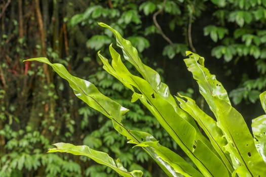Asplenium nidus Epiphyte leaves close up. Soft focus green leaves of Fern Bird's Nest in the tropical jungle, exterior outdoor decoration. Green plant on tree trunk, Bali, Indonesia. Best background.
