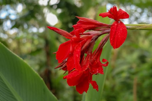 Close-up of blossoming flowers Canna with buds and leaves growing. Indian shot in red at the garden. Bautiful African arrowroot in red color. Detail shot of Canna lily a with fiery red leaves.