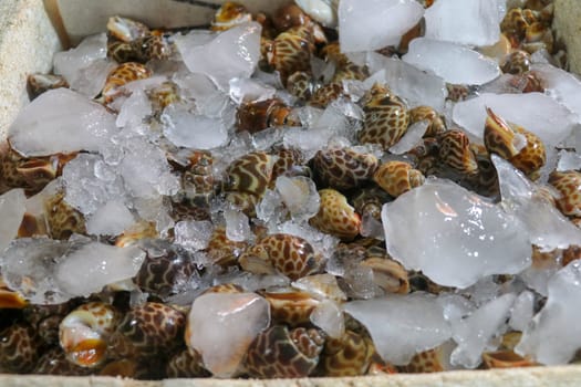 Selling fresh seafood fish on the tourist attraction local market in Jimbaran, Bali Island, Indonesia. Delicious shells. Selling fresh shells on the local market Pasar Ikan Kedonganan.