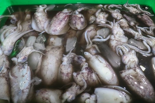 Pattern of fresh squids in tray with ice blocks for sell. Cephalopods on a seafood counter in fish market Jimbaran. Bunch of fresh calamari fish in polyestyrene box for sale. Pasar Ikan Kedonganan.