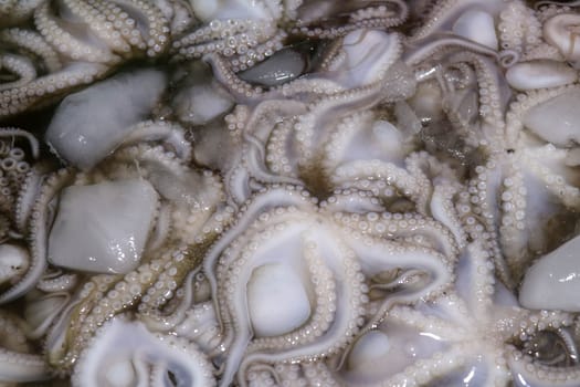 Pattern of fresh cephalopods selling on a seafood counter in Jimbaran. Pasar Ikan Kedonganan - Bali beach. Fresh octopuses on the local fish market. Bunch of fresh octopus in plastic crate with ice.