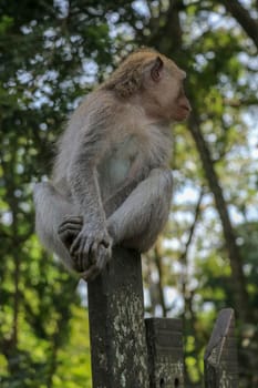 Baby monkey sitting on a wooden fence at Ubud monkey forest. A small gray macaque with a surprised expression on its face is sitting on a metal fence.
