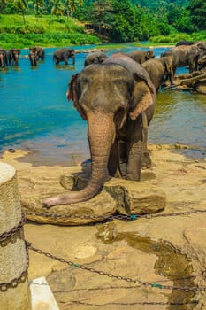 Wild elephant image (Sri Lanka Pinnawara). Shooting Location: Sri Lanka