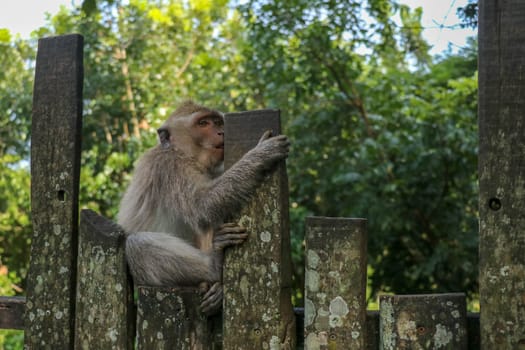 Baby monkey sitting on a wooden fence at Ubud monkey forest. A small gray macaque with a surprised expression on its face is sitting on a metal fence.