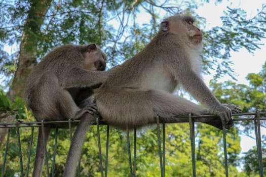 Portrait of two young monkey being inattentive and sitting at the wire fence. 2 Macaques monkeys sat on top of a wire fence at the edge of a forest.