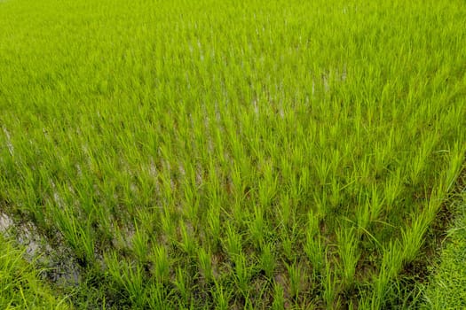 Rice fields, terraces, plantation, farm. An organic asian rice farm and agriculture. Young growing rice. The beauty of rice fields and morning sun at paddy fields. Asia for destination travel nature.
