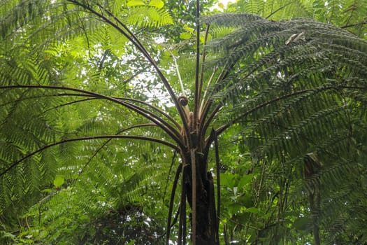 Crown of tropical tree Cyathea Arborea. Close up of branches of West Indian treefern. The surface of the Helecho Gigante strain is hard with a soft, white core Vernacular Spanish.