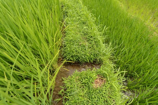 Lush green Balinese rice fields. Irrigation called subak, a traditional way of bringing water to the fields and rice terraces in the Jatiluwih area. Original method of irrigation.