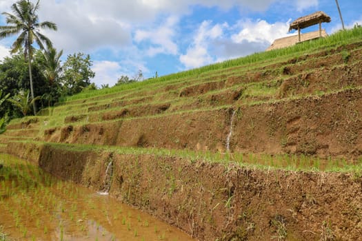Terraced rice field in water season in Bali. Terrace rice fields in Tegallalang, Ubud on Bali, Indonesia. Bali Rice Terraces. Rice fields of Jatiluwih Tegalalang. Soft focus landscape with palm trees.