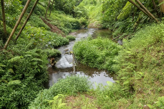 Mountain river and green herb. Composition of the nature. River deep in mountain forest. Nature composition.