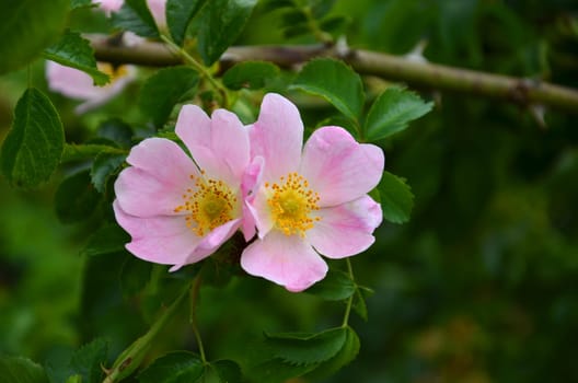 Rosehip in summer