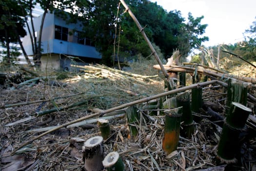 salvador, bahia / brazil - march 1, 2018: bamboo plantation in the city of Salvador.