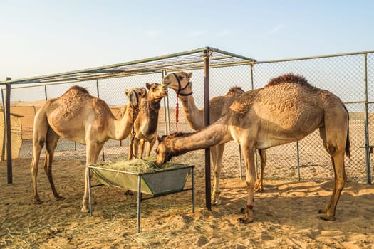 Of the Arabian desert camel (United Arab Emirates). Shooting Location: Dubai