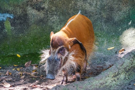 Image of the wild Red River wild boar. Shooting Location: Singapore