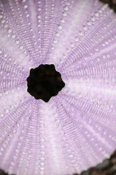 Close up of skeletons of a See urchins in shades of purple color. Detail of Violet colored shells on the wet sand background. Top view Sea Urchin Shell Family: Phylum Echinodermata. Dried sea urchin.