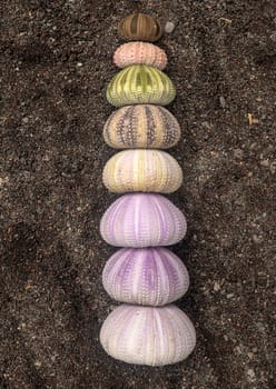 Multicolored sea urchin shells on wet black volcano sand. Variety of colorful sea urchins on the beach. Group of seashells on Echinoidea purple, orange and green, black, red, different sizes.