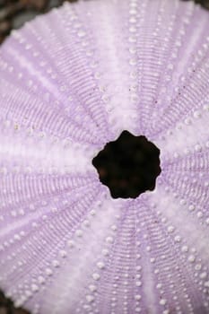 Detail of Violet colored Sea urchin shells on the wet sand. Close up of Disambiguation on the beach with black volcano sand. Background of purple Sea Urchin. Dried sea urchin on sand.