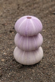 Violet colored Sea urchin shells on the wet sand. Close up of Disambiguation on beach with black volcano sand. Background of purple sea urchin, different sizes. Dried sea urchin isolated on sand.