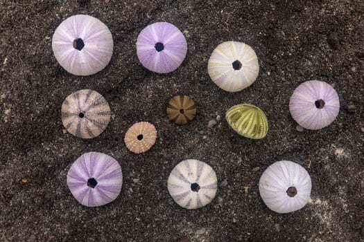 Multicolored sea urchin shells on wet black volcano sand. Variety of colorful sea urchins on the beach. Group of seashells on Echinoidea purple, orange and green, black, red, different sizes.