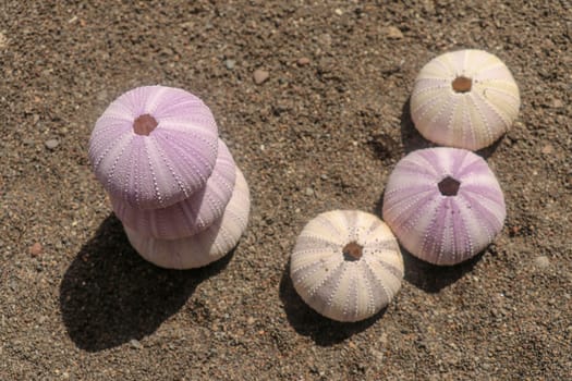 Close up background of skeletons of a see urchins in shades of purple and yellow color. Detail of Violet colored Sea urchin shells on the wet sand. Yellow Sea Urchin Shell Family: Phylum Echinodermata