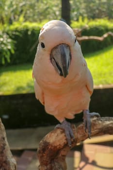 Beautiful specimen of coockatoo, a cacatua moluccensis, standing on a branch of a wood, with in the background different kind of leaves.