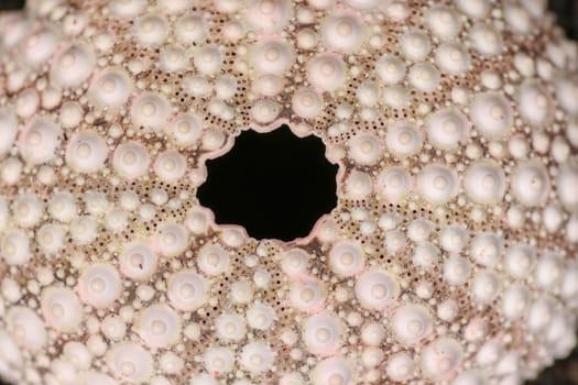 Close up of skeletons of a See urchins in shades of white and pink color. Detail of yellow colored shells on the wet sand background. Top view of Shell Phylum Echinodermata. Dried sea urchin.