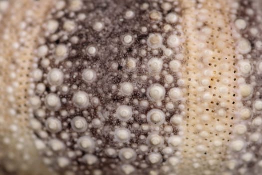 Yellow and black skeleton pattern.hin. Close up of Disambiguatio as background. Closeup background of skeletons of shell