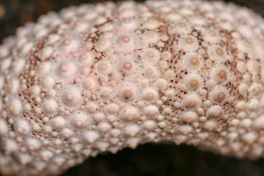 Brown and white skeleton pattern.hin. Close up of Disambiguatio as background. Closeup background of skeletons of shell in shades of purple color. Macro shot of Phylum Echinodermata. Dried Sea Urchin.