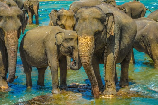 Wild elephant image (Sri Lanka Pinnawara). Shooting Location: Sri Lanka