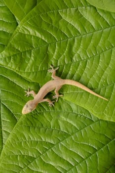 Asian or Common House Gecko Hemidactylus frenatus lies on green leaves. Hemidactylus frenatus climbs a tropical plant. Wall gecko, House lizard or Moon lizard is native of Southeast Asia.