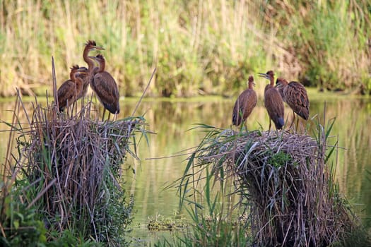 Six young purple herons Ardea purpurea in their reed nests in the nature reserve Wagbachniederung
